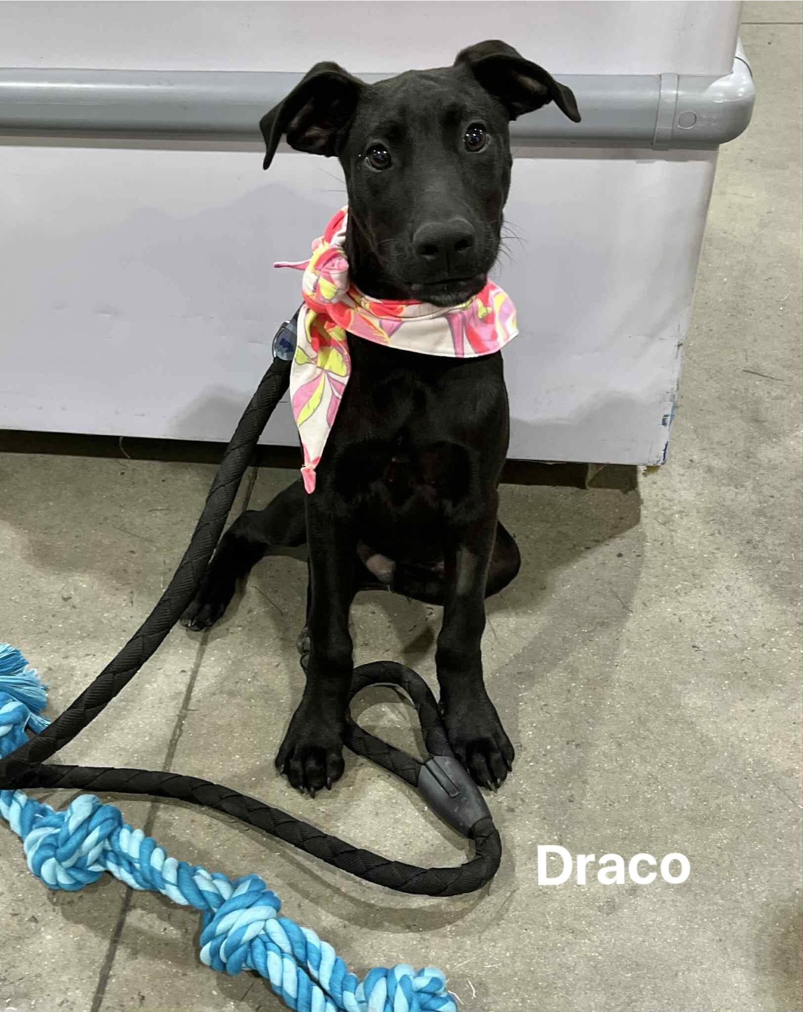Draco Draco